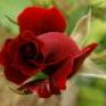 RED ROSE