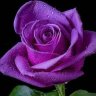 PurpleRose