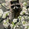 Raccoon