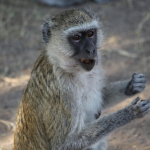Chobe National Park, Μποτσουάνα