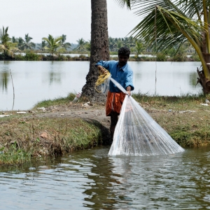 Backwaters, Kerala