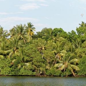 Backwaters, Kerala