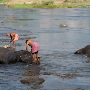 Πλύσιμο ελεφάντων στο δρόμο για το Munnar. Μια δυσάρεστη εμπειρία λόγω της ταλαιπωρίας των ζωντανών.