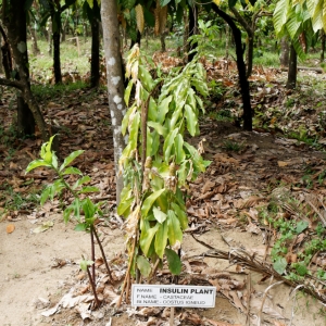 Καλλιέργεια φυτών για ayuverdic ιατρική, στο δρόμο προς Munnar, Kerala