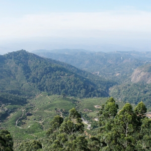 Η θέα από το κατάλυμμά μας. Munnar, Kerala