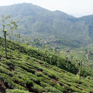 Φυτείες τσαγιού. Munnar, Kerala