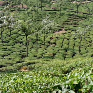 Φυτείες τσαγιού. Munnar, Kerala