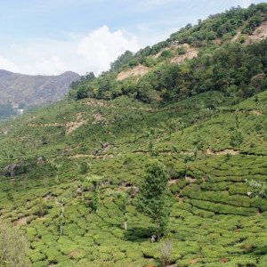 Φυτείες τσαγιού. Munnar, Kerala