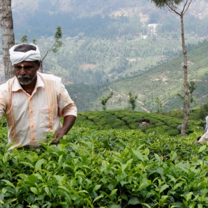 Συλλέγοντας τα φύλλα τσαγιού. Munnar, Kerala