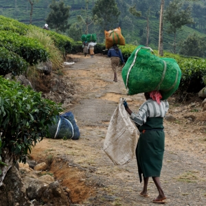 Μεταφέροντας τα φύλλα τσαγιού. Munnar, Kerala