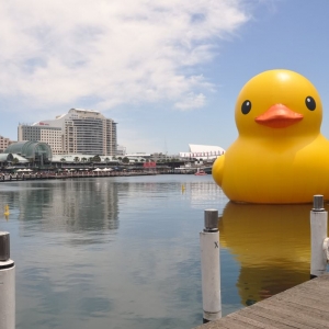 Πωπω ένα παπίιιιι! Στο Darling Harbour