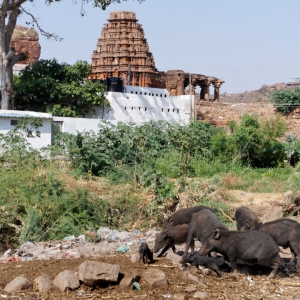 Κατοικίδια....Badami, Karnataka