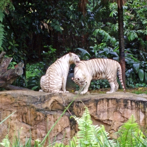Singapore zoo