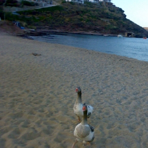 Πάνορμος, Μύκονος, Κυκλάδες