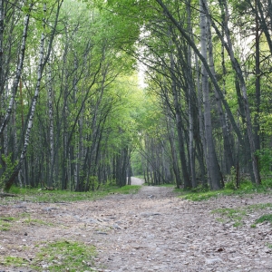 Forest, Gubbangen