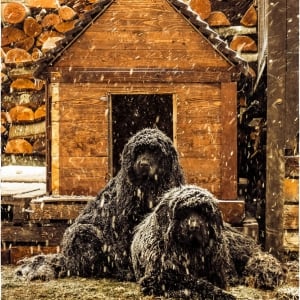 Οι αξιαγάπητοι σκύλοι-φύλακες του χιονοδρομικού κέντρου στα Χάνια Πηλίου.
