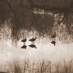 "reflected ducks"