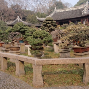 TIGER HILL(POTTED - LANDSCAPE GARDEN)