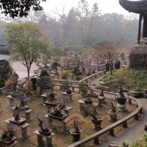 TIGER HILL(POTTED - LANDSCAPE GARDEN)1