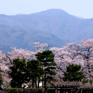 sakura