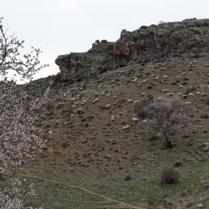 Shativank