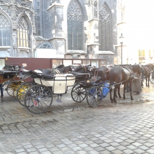 Viennese Horses