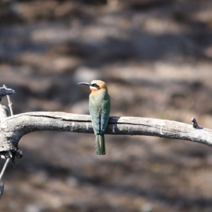 White-fronted Bee-eater