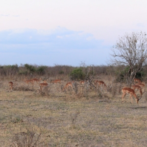 Impala