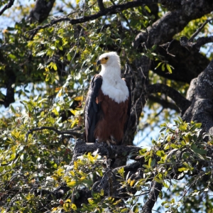 African fish eagle (Haliaeetus vocifer)