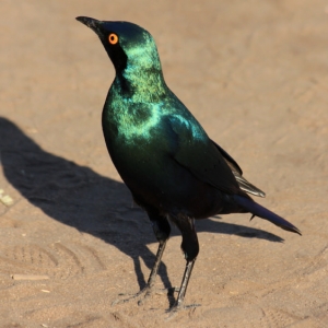 Greater Blue-eared Starling (Lamprotornis chalybaeus)