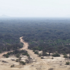 Bosques de Pomac