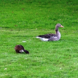 Frederiksberg