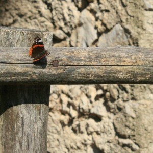 IMG_3234a