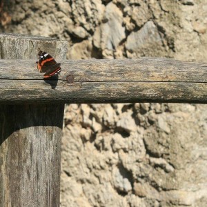 IMG_3236a