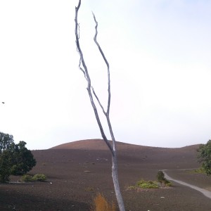 Devastation Trail 2