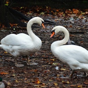 Λίμνη Της Αγάπης (Minnewater)