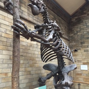 The Natural History Museum