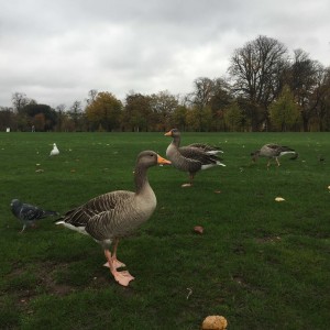 Regent's Park