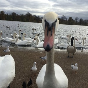 Selfie στο Hyde Park