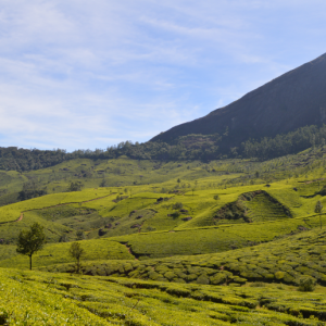 Munnar