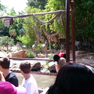 Jungle Cruise 4