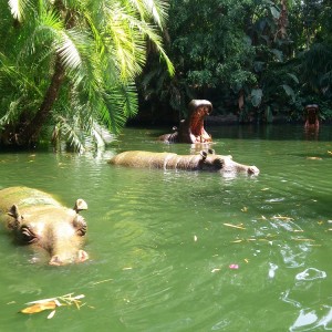 Jungle Cruise 5