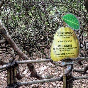 Το μεγαλύτερο δέντρο κάσιους στον κόσμο, Cajuero, Rio Grande de Norde