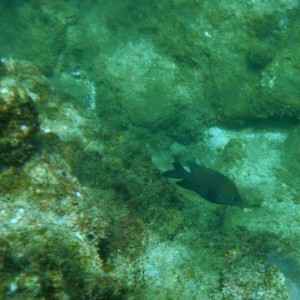 DSCF1186a