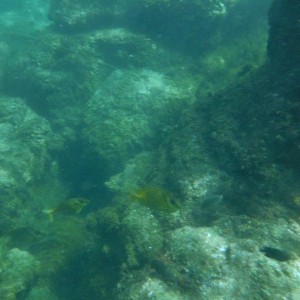 DSCF1187a