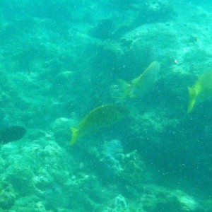 DSCF1188a