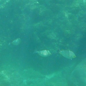 DSCF1281a