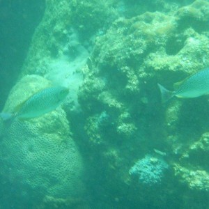 DSCF1285a