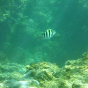 DSCF1288a