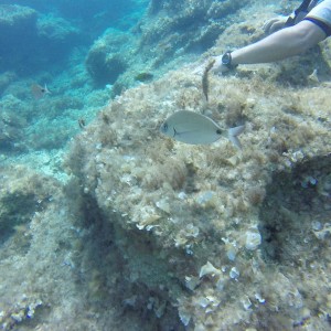 Cirkewwa reefs